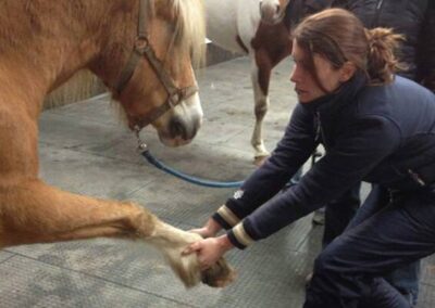 Nance, 10 jaar, Haflinger