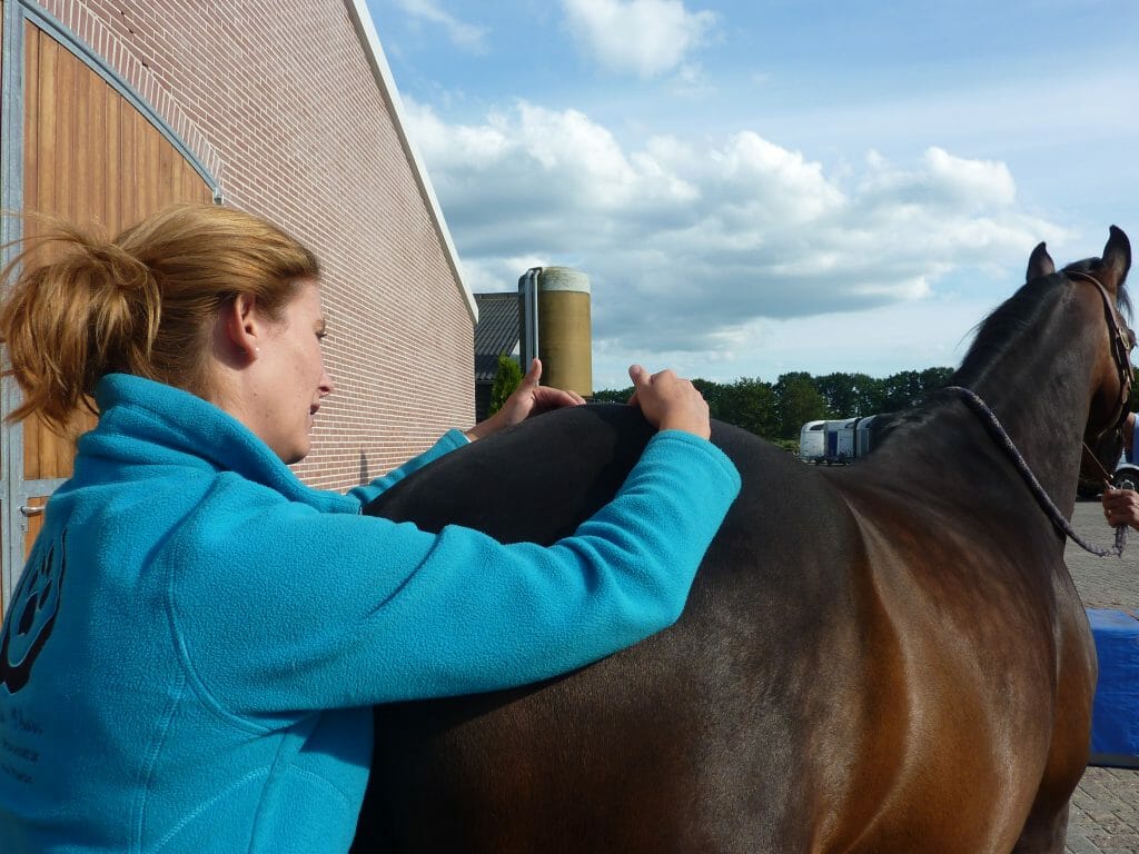 SI Gewricht problemen bij Paarden - Osteopathie voor paarden en honden