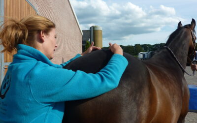 SI Gewricht problemen bij het paard
